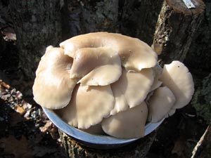 PokuOysterMushroom